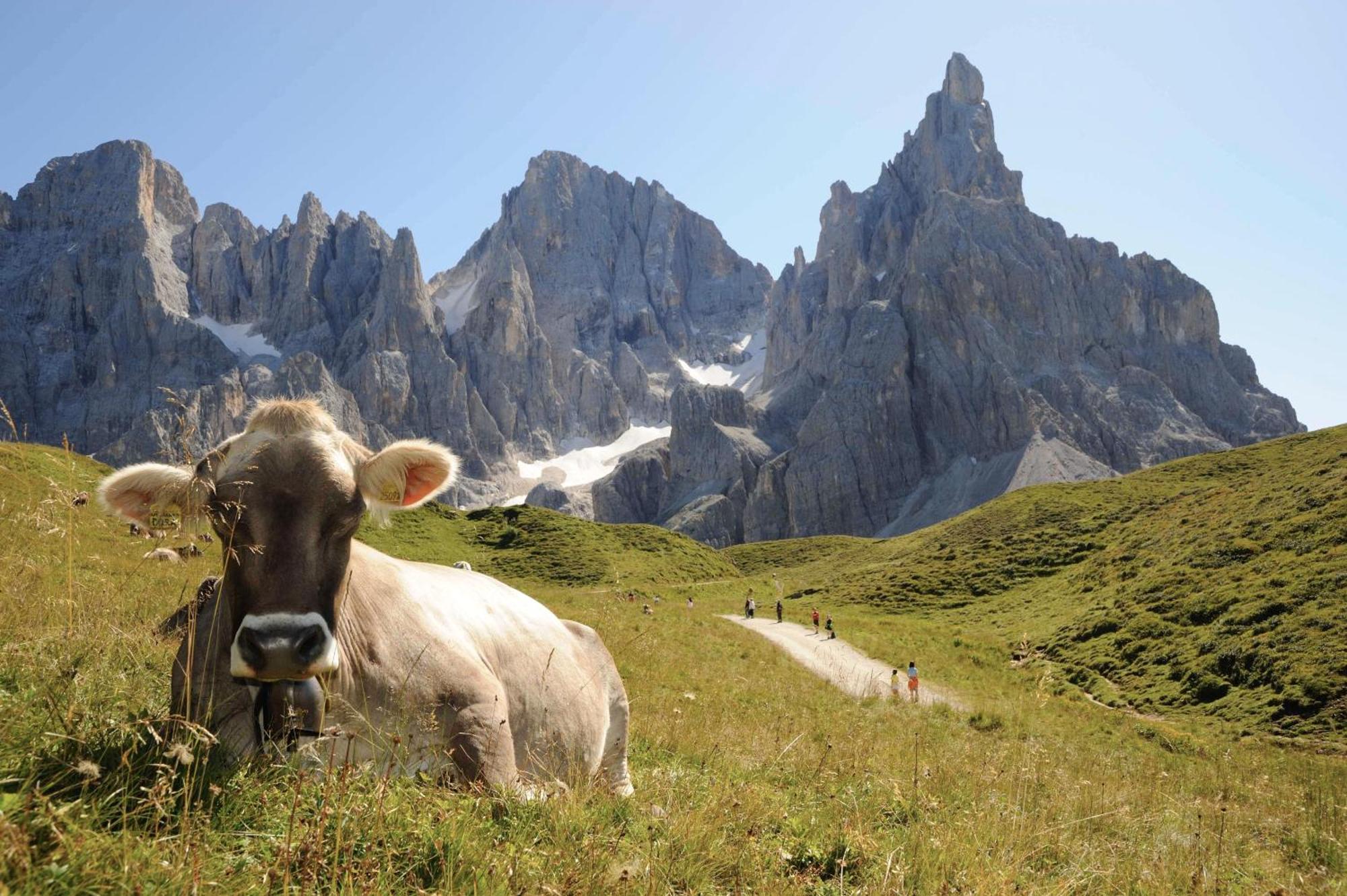 Sporting Aparthotel San Martino Di Castrozza Eksteriør billede